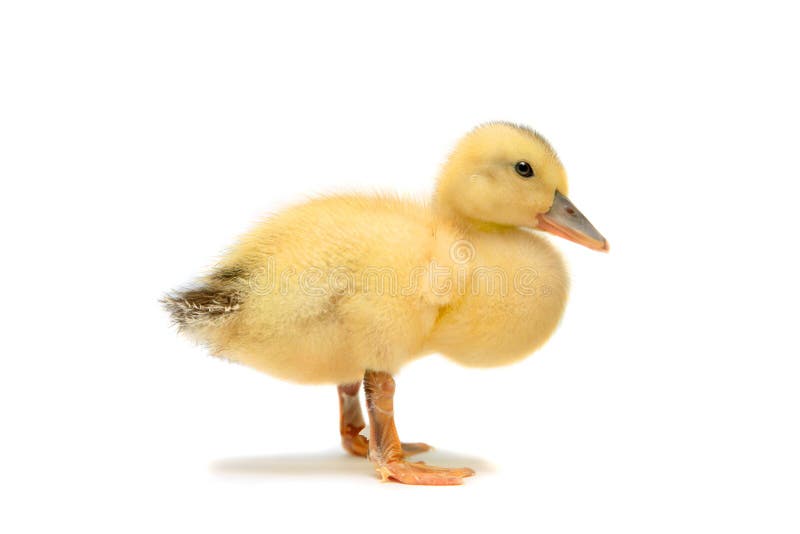 Duckling isolated on white stock image Duckling isolated on white stock image