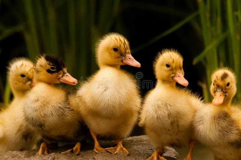 Download One Lovely Duckling On A Grassy Lawn Stock Photo - Image ...