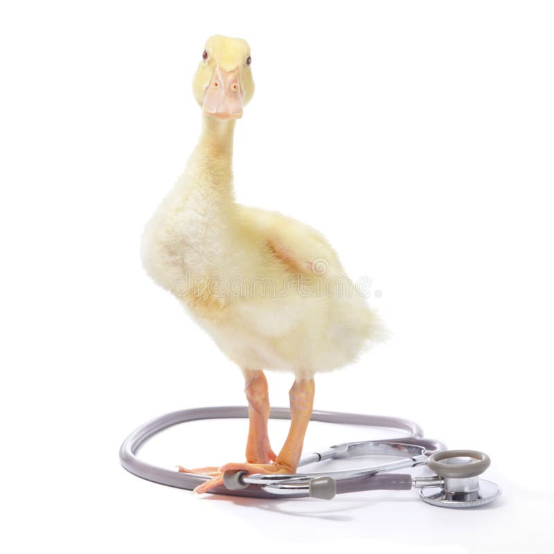 Duckling with stethoscope