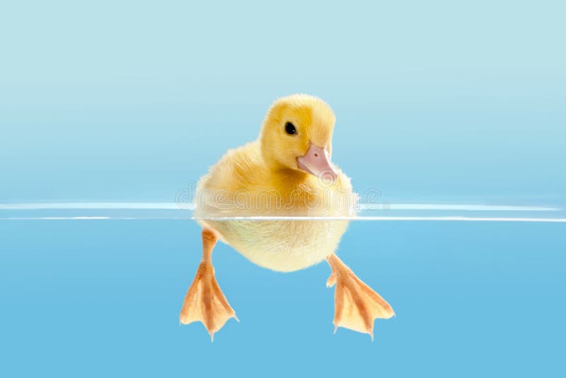 Duckling Swimming in a Duck Bowl Stock Photo Image of dish, cute