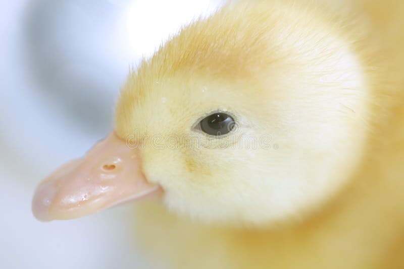 Duckling stock photo. Image of look, eyes, yellow, great - 40384312