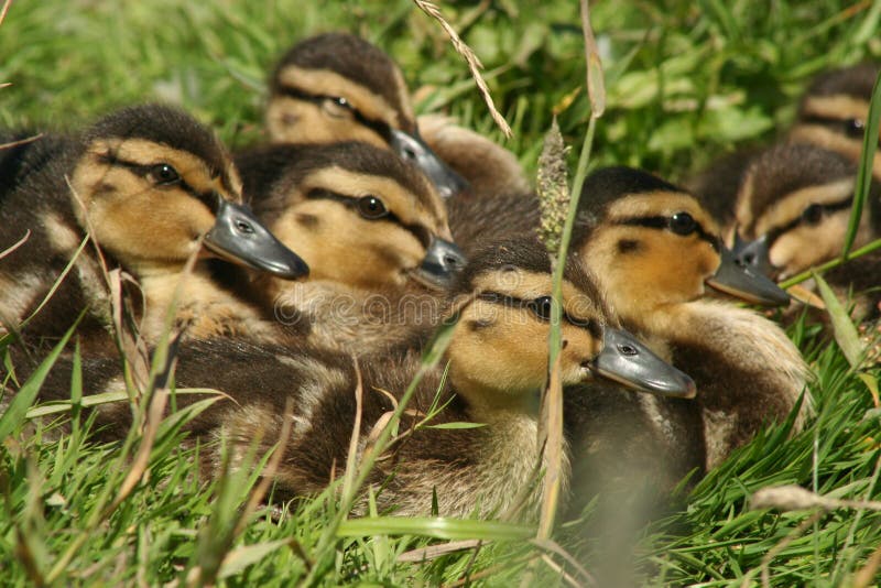 Ducklings