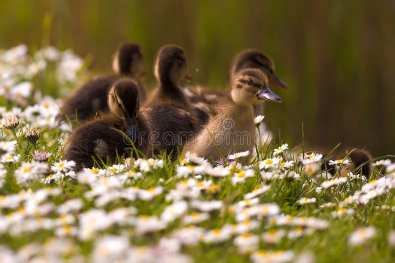 490 Daisy Duck Photos Free & RoyaltyFree Stock Photos from