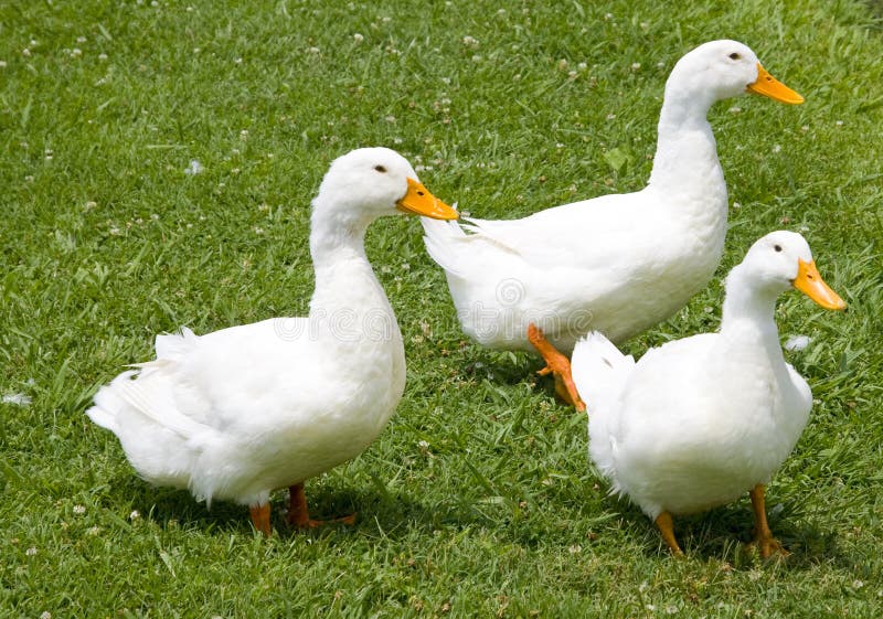 Ducks