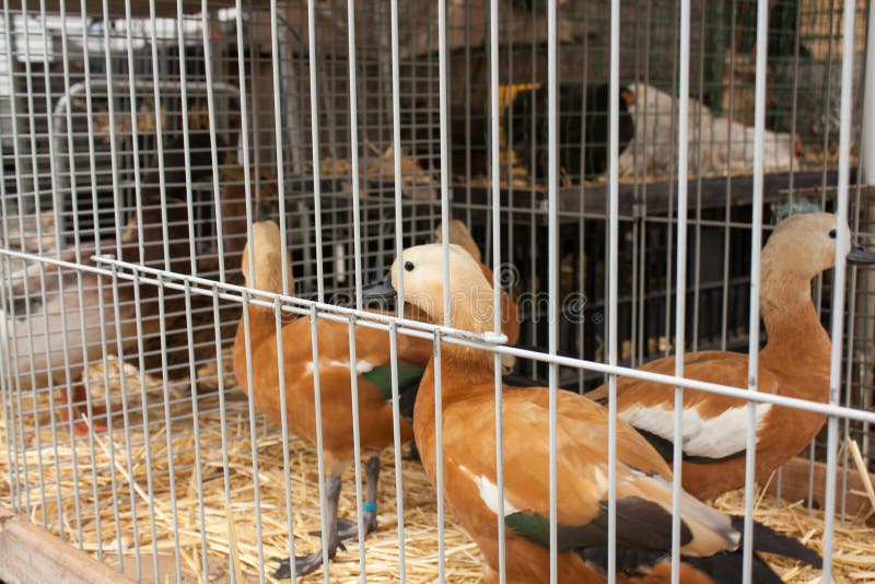 Ducks on the Animal Market in Mol, Belgium Stock Photo Image of baby