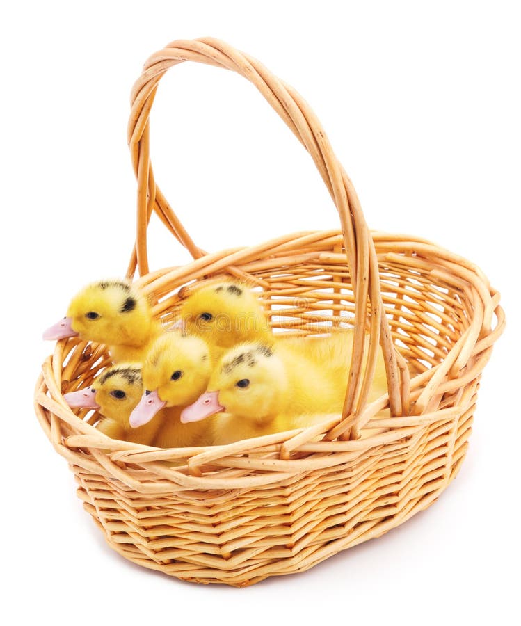 Ducks in a basket. stock image. Image of ducks, yellow 67121617