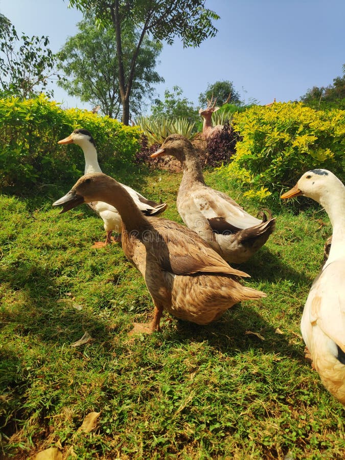 Ducks stock photo. Image of ducks, flock, together, stay 137287414