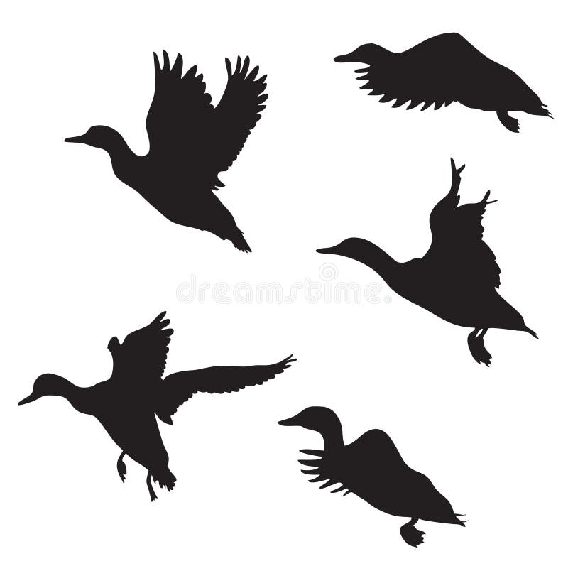 Ducks royalty free illustration.