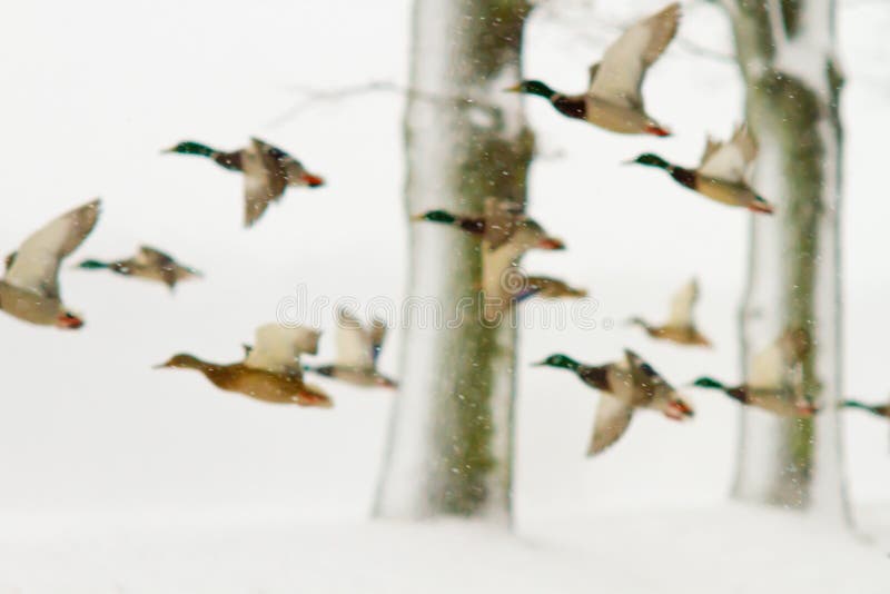 Ducks in blizzard