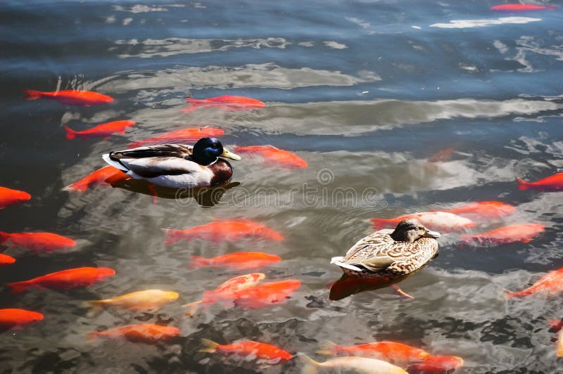 Ducks and carps stock photo. Image of group, duck, carp 5056480