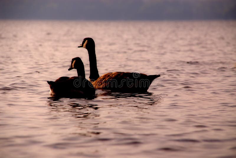 Ducks on Caspian Lake Greensboro Vermont