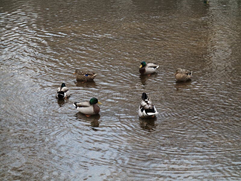 Mallard Ducks Circle Stock Photos Free & RoyaltyFree Stock Photos