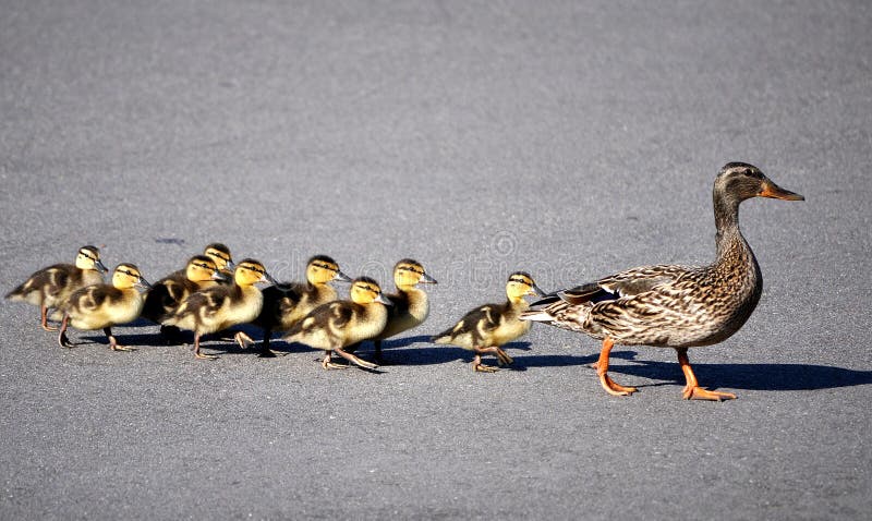 Ducks crossing the Road