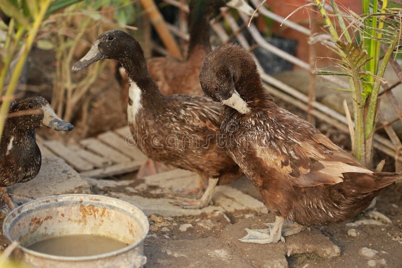 Ducks Eat Food in the Garden Stock Image Image of natural, nature