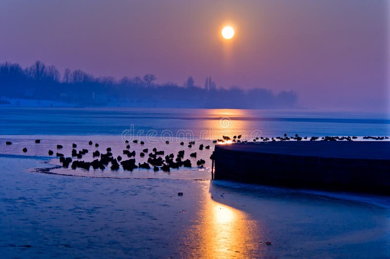 Ducks on a frozen lake