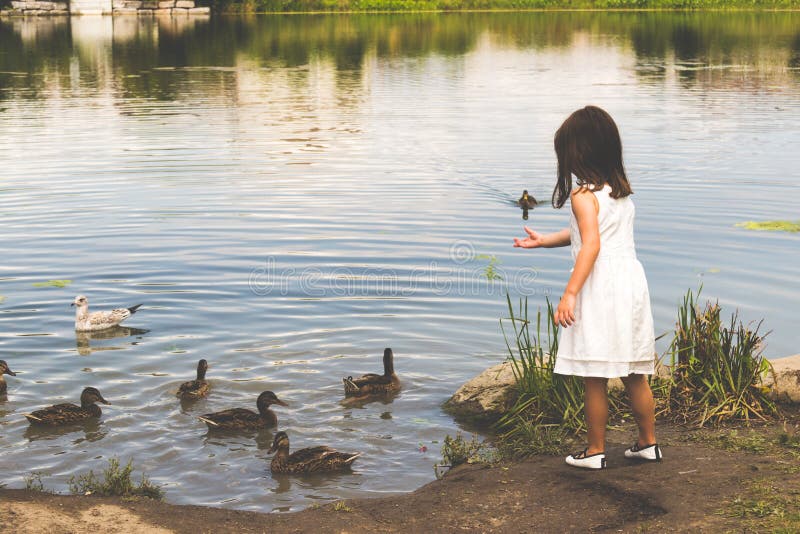 Ducks gather at the pond to get food from a little girl.