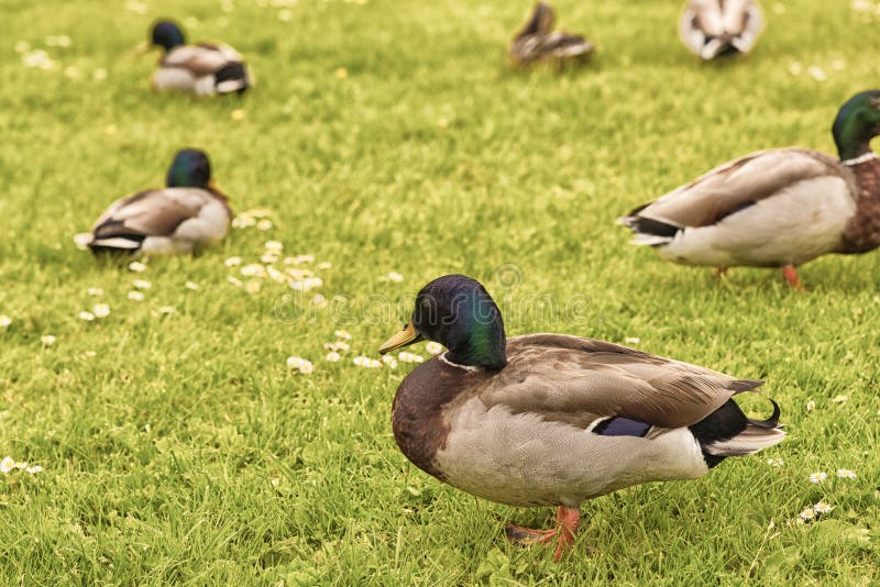 1,098 Mallard Ducks Field Stock Photos Free & RoyaltyFree Stock