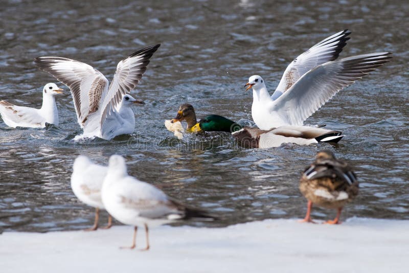 Ducks and Gulls fighting