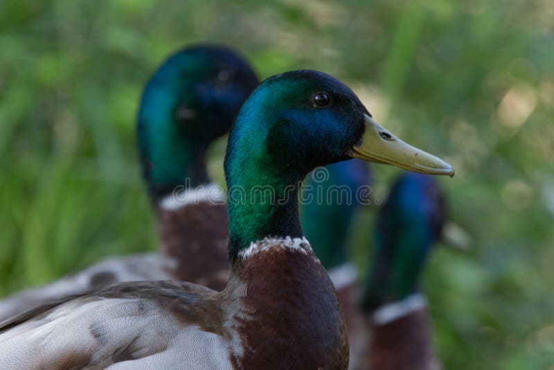 Ducks heads in a row stock image. Image of feather, portrait 50187811
