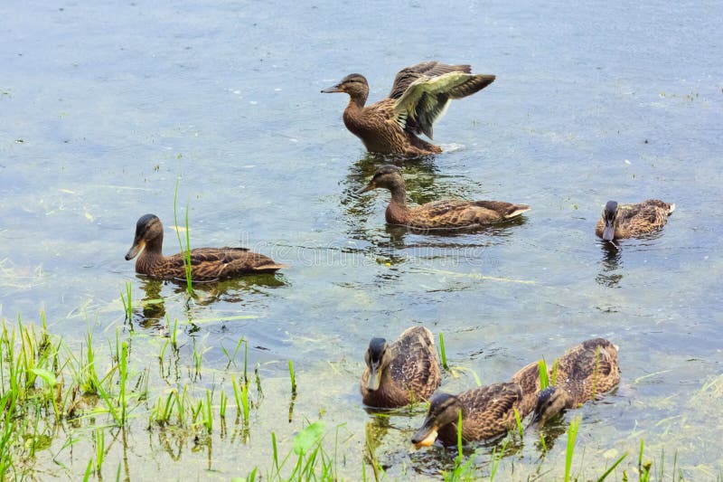 Ducks on the lake