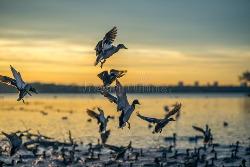 Ducks Landing at Sunset