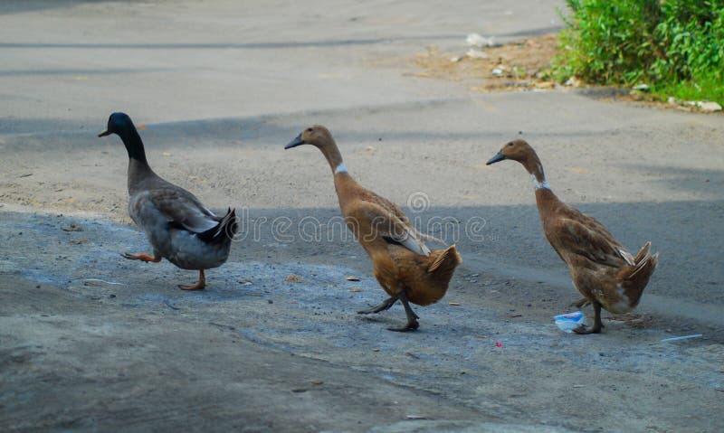 The 3 ducks are lined up and crossing the (asphalt) road to get to the river. The 3 ducks are lined up and crossing the (asphalt) road to get to the river