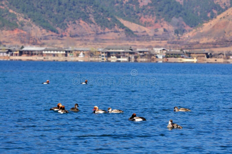 Ducks on Lugu Lake