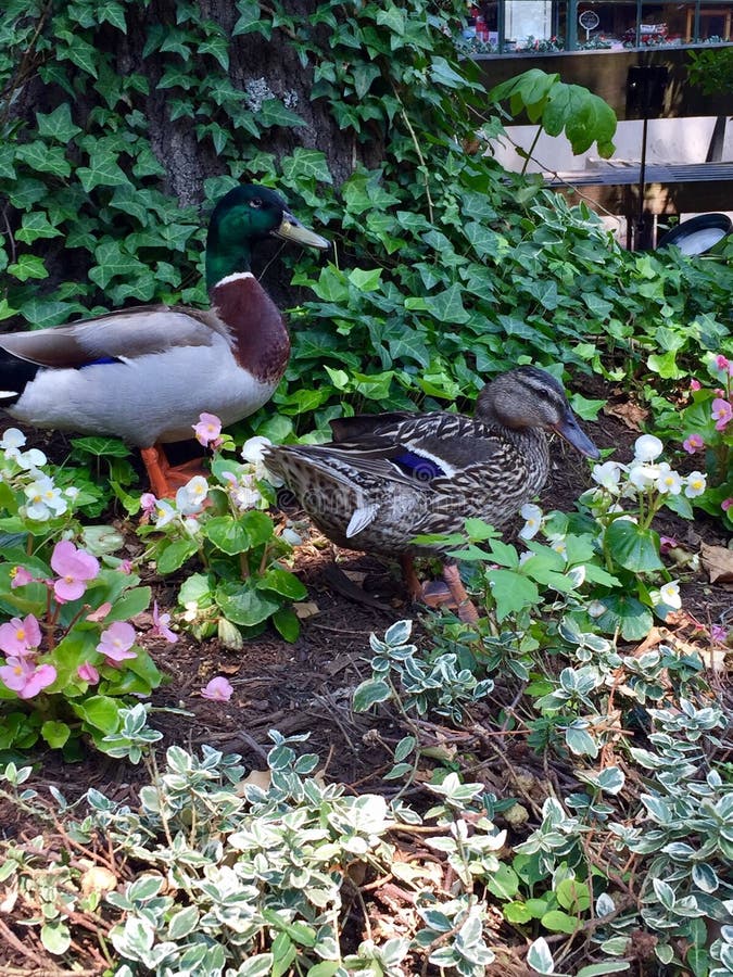 Ducks stock photo. Image of flowers, nature, mallard 91625058