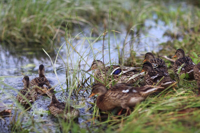 Ducks near pond stock image. Image of birds, blue, city - 62319109