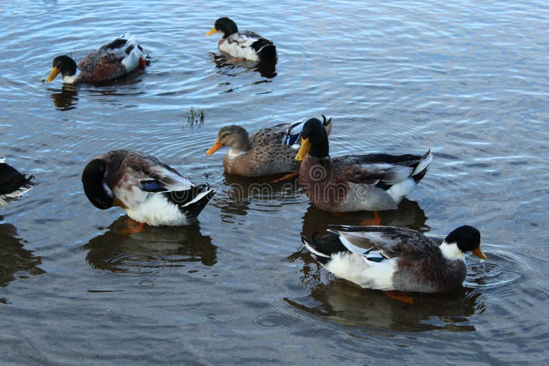 Ducks stock photo. Image of ducks, cold, brown, fine 81164778