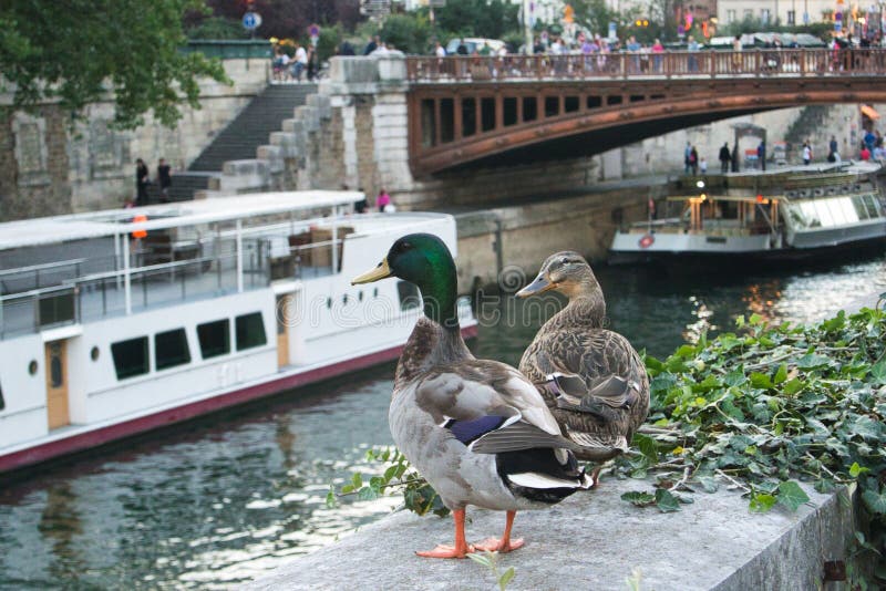 Ducks in Paris stock photo. Image of traffic, beautiful 211398624