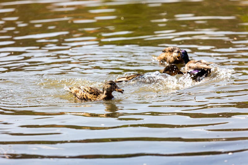 Ducks in a Pond Fighting Over Food. Stock Photo Image of pond, ducks