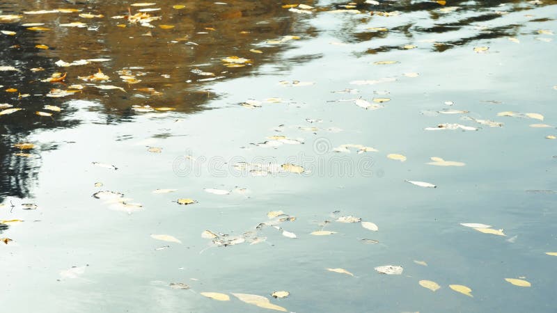 Ducks at pond with reflections on water and autumnal leaves floating