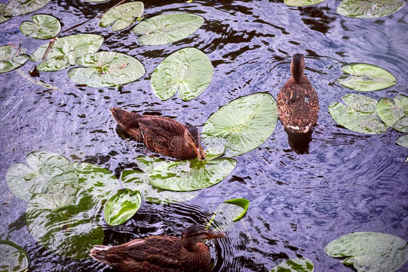 Ducks in Pond with Water Lily Leaves Stock Photo Image of duck, animal 198753052