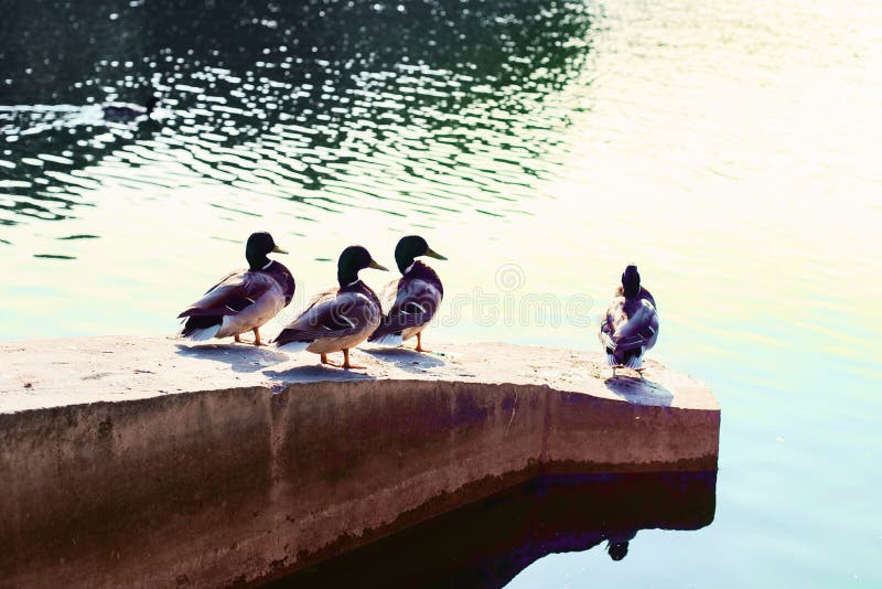 Ducks relax and bask in the sun, sitting on a stone ledge on the pond on a Sunny day in the Park.