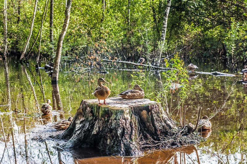 Ducks Rest on Moss Covered Stump in a Swamp Stock Image Image of
