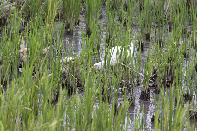 Ducks in rice field