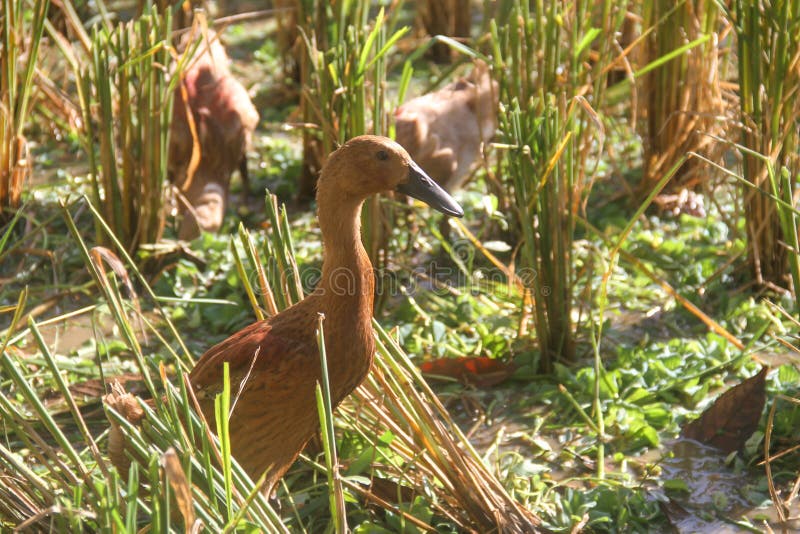 Ducks in the Rice Fields in the Morning. Stock Image Image of close