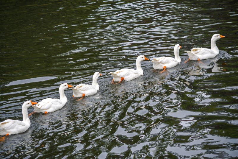 Ducks in a row stock image. Image of swimming, water 115208561