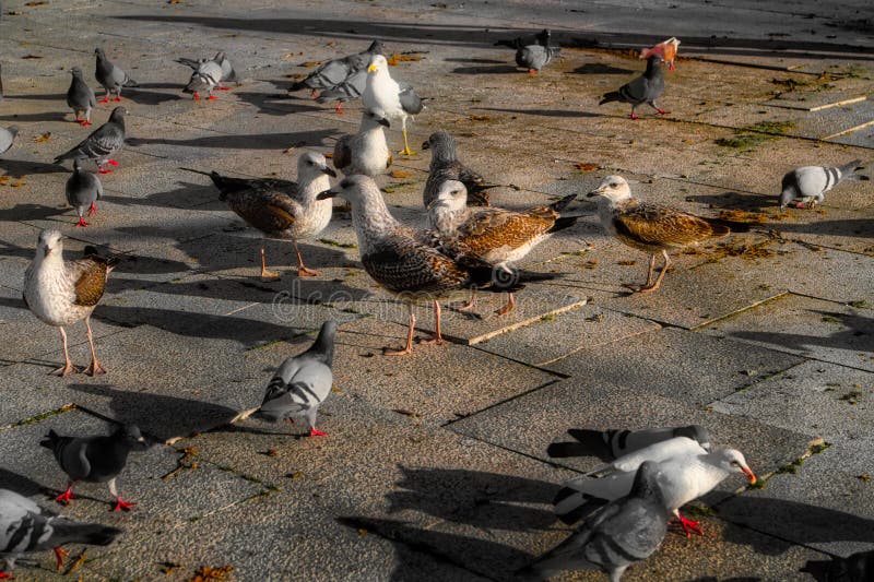 Embrace the idyllic charm of nature with our captivating stock photo, 'Ducks and Seagulls Enjoying the Serenity of the Park in a Sunset Afternoon.' Witness a harmonious gathering of ducks and seagulls against the backdrop of a breathtaking sunset, creating a scene of tranquility and natural beauty. This image is perfect for conveying the peaceful atmosphere of parks, outdoor activities, and the joy of wildlife coexisting with urban landscapes. Elevate your creative projects by downloading this high-resolution photo today and infuse your visuals with the serene essence of a sunset park haven.