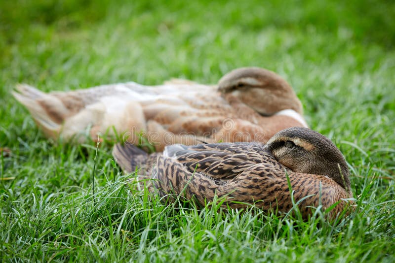 Sleeping Ducks stock image. Image of african, africa 78379379
