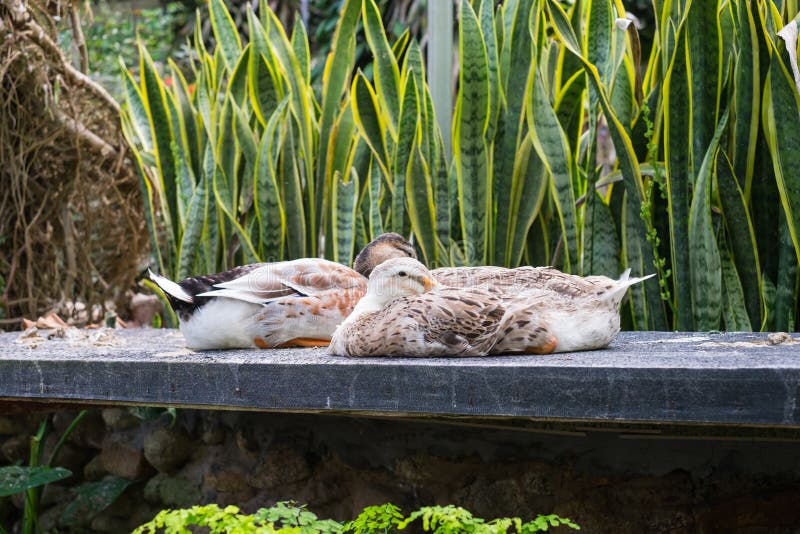 Ducks Sleeping on Rock Slab, Head Tucked Under Wing Stock Image Image