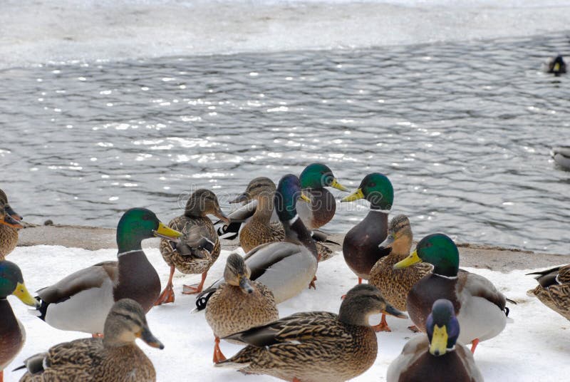 Ducks on snow