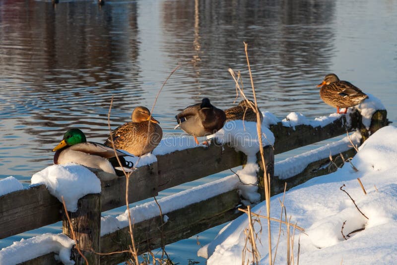 Ducks in the snow near the canal
