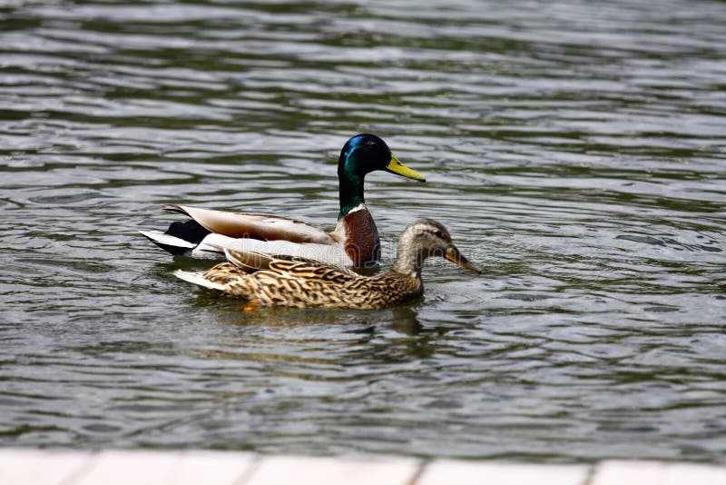 Ducks at Strbske pleso