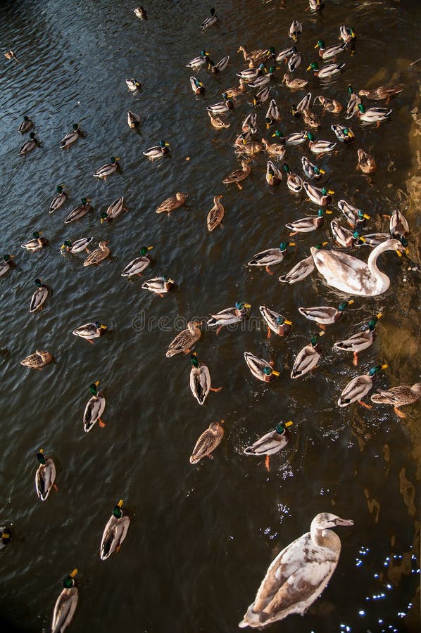 Ducks and swans