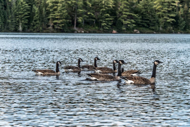 Ducks swimming on lake of two rivers in algonquin national park ontario canada wildlife background