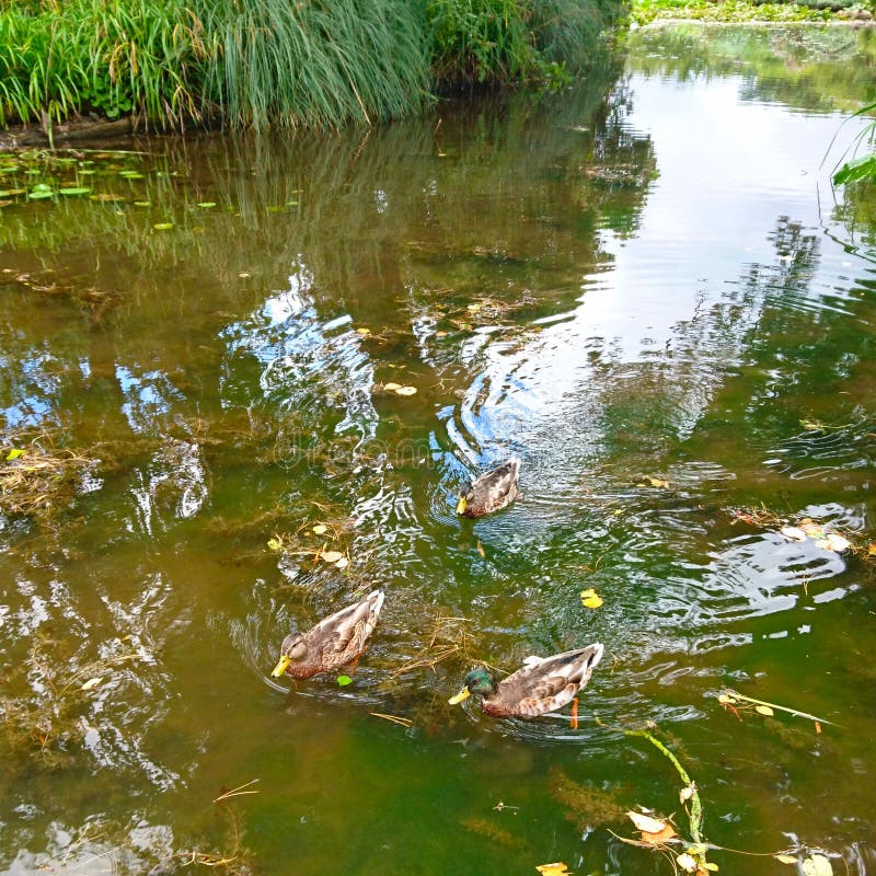 Ducks swimming by the pond royalty free stock photo Ducks swimming by the pond royalty free stock photo