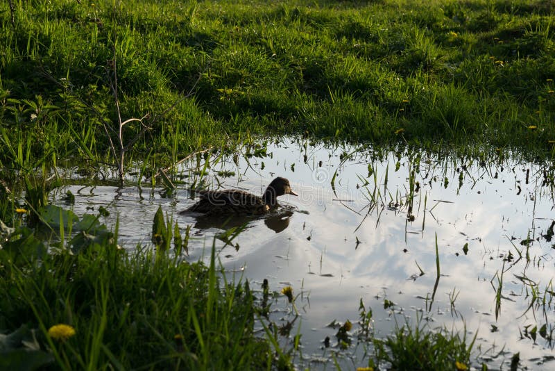 Ducks swimming in the puddle on meadow. Slovakia