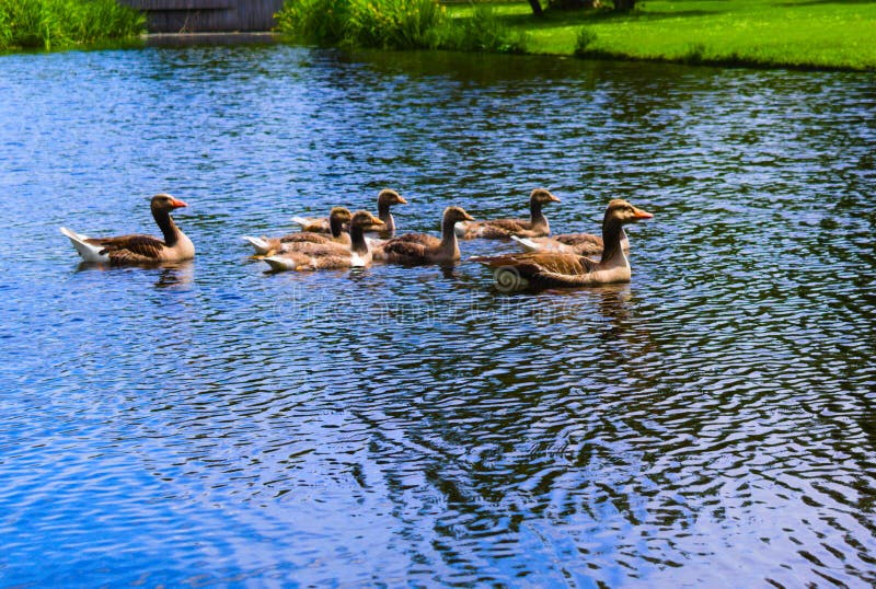 Ducks in the vondelpark swimming in the canal stock images Ducks in the vondelpark swimming in the canal stock images
